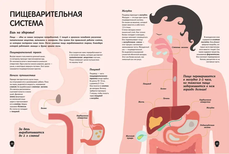 Тело человека. Визуальный гид, купить недорого