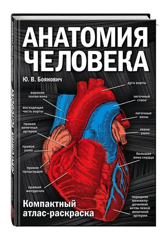 Анатомия человека: компактный атлас-раскраска | Боянович Юрий Владимирович