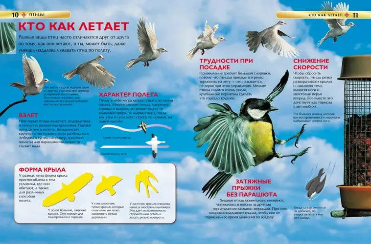 Птицы. Детская энциклопедия, в Узбекистане