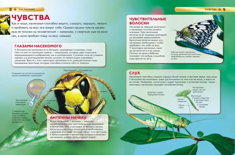 Насекомые. Детская энциклопедия, купить недорого