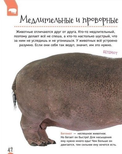 Удивительные животные (Первая энциклопедия) | Клюшник Л., фото № 4