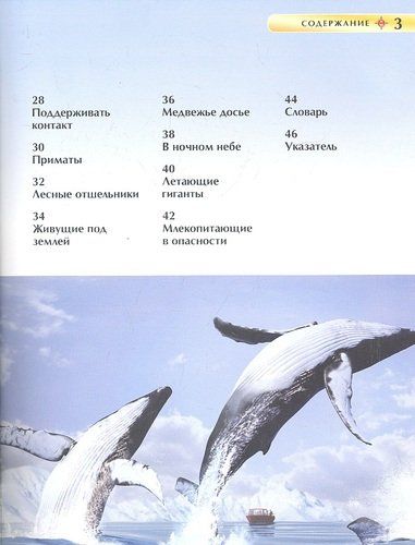 Млекопитающие. Детская энциклопедия | Берни Дэвид, в Узбекистане