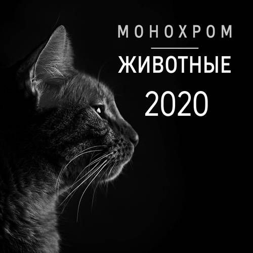 Календарь на 2020г.Монохром. Животные. настенный (300х300 мм)