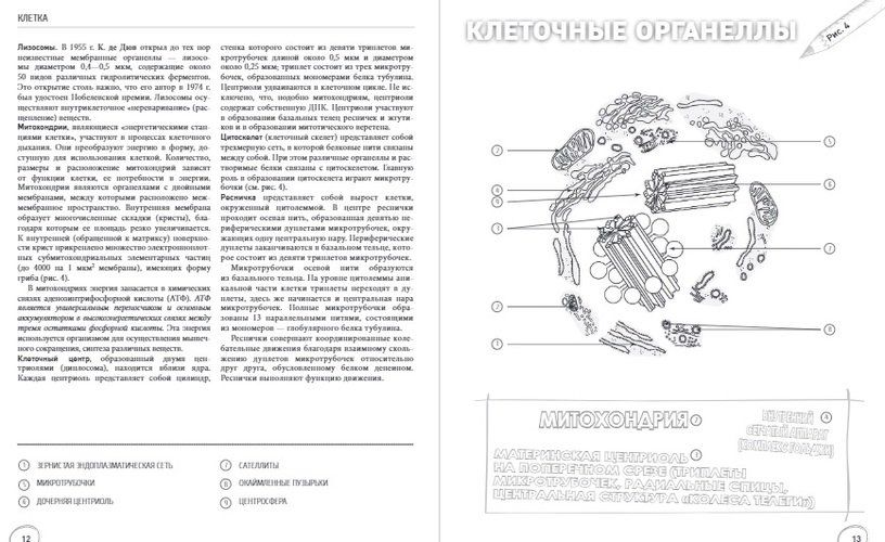 Анатомия: русско-латинский атлас-раскраска | Габриэль Билич, Елена Зигалова, фото