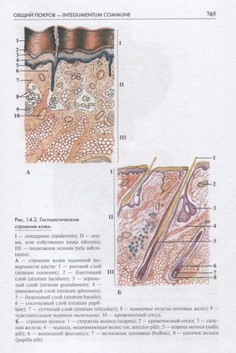 Атлас анатомии человека. Учебное пособие для высших медицинских учебных заведений | Рудольф Самусев, фото № 4