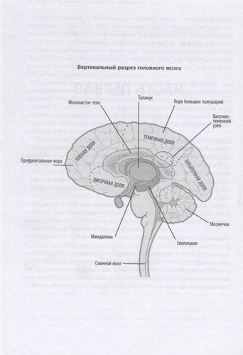 Гендерный мозг. Современная нейробиология развенчивает миф о женском мозге | Джина Риппон, фото