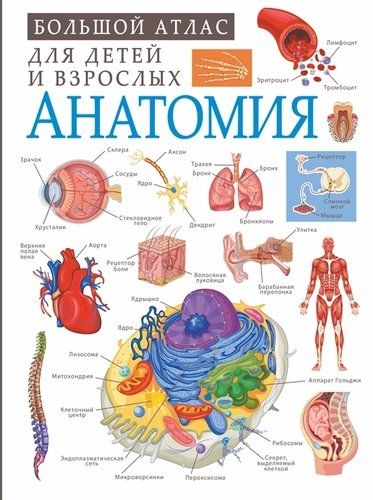Анатомия | Анна Спектор