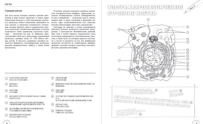 Анатомия: русско-латинский атлас-раскраска | Габриэль Билич, Елена Зигалова, купить недорого