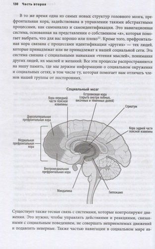 Гендерный мозг. Современная нейробиология развенчивает миф о женском мозге | Джина Риппон, foto