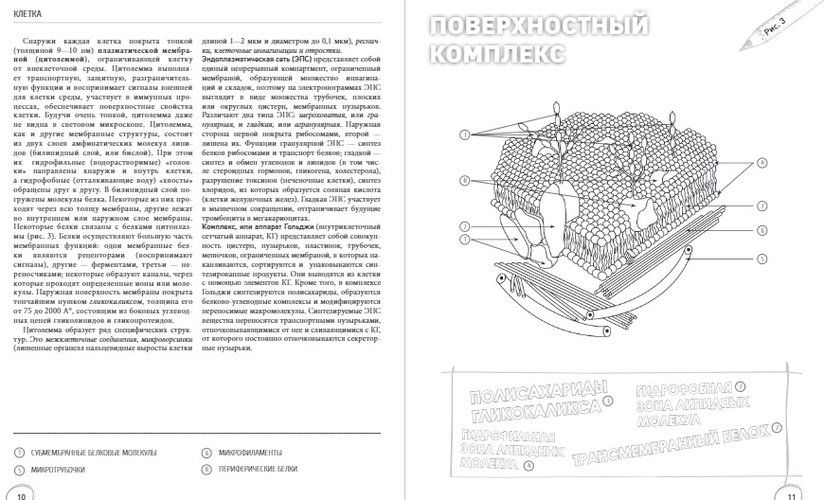 Анатомия: русско-латинский атлас-раскраска | Габриэль Билич, Елена Зигалова, в Узбекистане