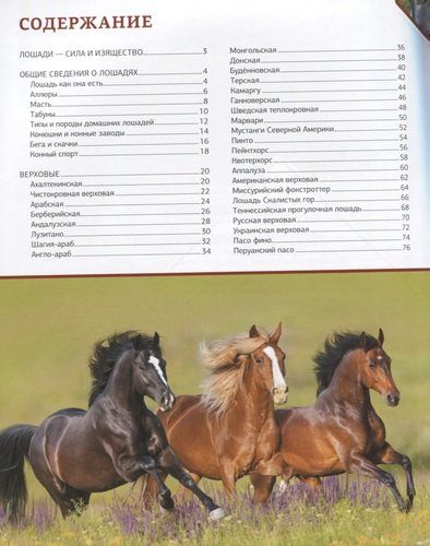 Большая энциклопедия о лошадях | Анна Спектор, sotib olish