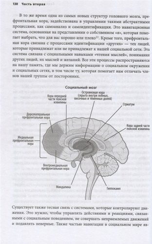 Гендерный мозг. Современная нейробиология развенчивает миф о женском мозге | Джина Риппон, в Узбекистане