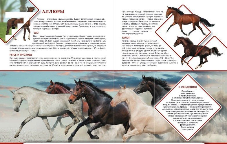 Большая энциклопедия о лошадях | Анна Спектор, в Узбекистане