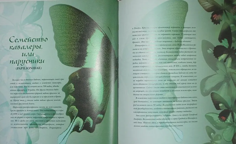 Бабочки мира, O'zbekistonda