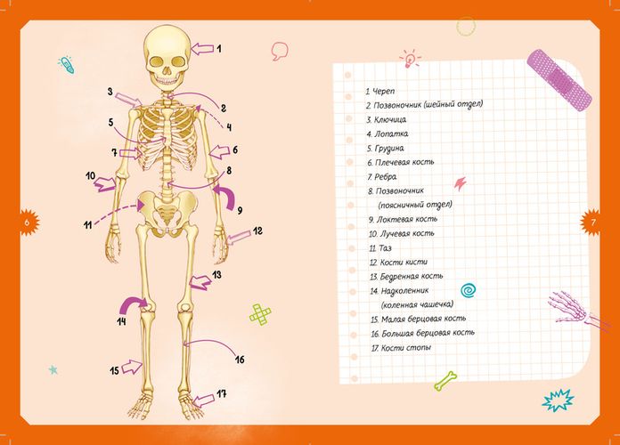 Тело человека. Интерактивная детская энциклопедия с магнитами, фото № 12