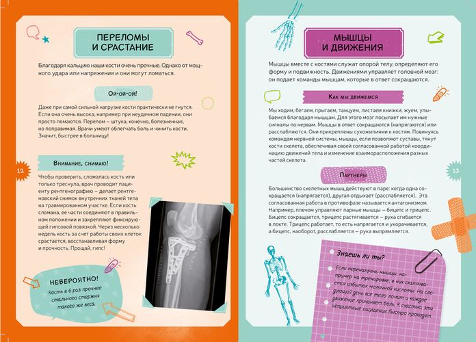 Тело человека. Интерактивная детская энциклопедия с магнитами, фото № 13