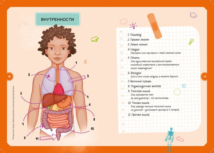 Тело человека. Интерактивная детская энциклопедия с магнитами, фото № 14