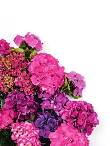 Гортензии. Прекрасные цветы для дома и сада | Слэйд Наоми, 26690000 UZS