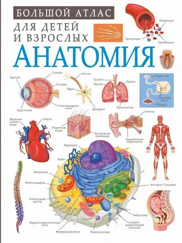 Анатомия. Большой атлас для детей и взрослых | Спектор Анна Артуровна