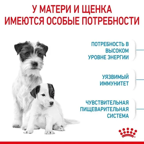 Itlar uchun yem Royal Canin Mini Starter, 16 kg, в Узбекистане
