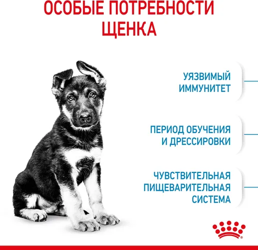 Itlar uchun quruq yem Royal Canin maxi puppy, 20 kg, в Узбекистане