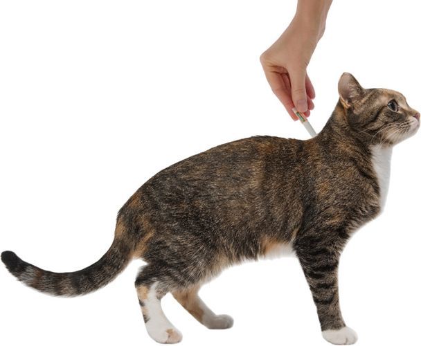 Капли от блох для котят и кошек до 4кг Bayer Animal Health GmbH, 0.8 мл, купить недорого