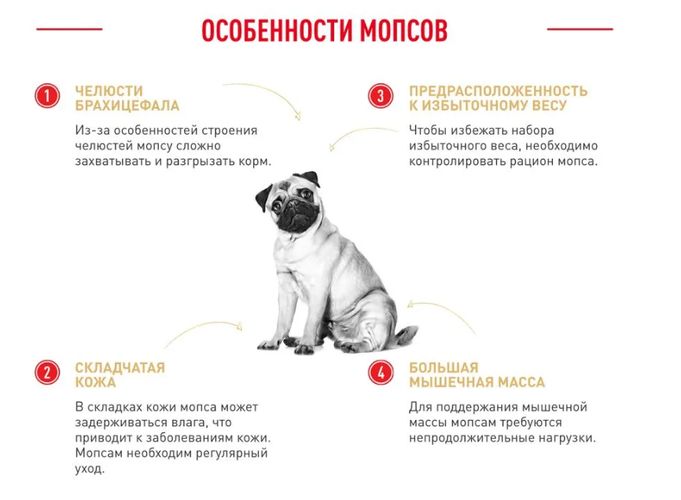 Сухой корм для собак породы Мопс Royal Canin Pug Adult, 1.5 кг, фото